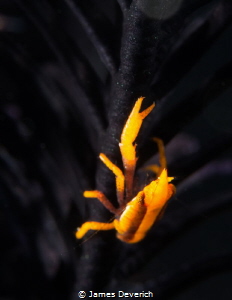 Squat Lobster on black crinoid. Not hiding for a change. by James Deverich 